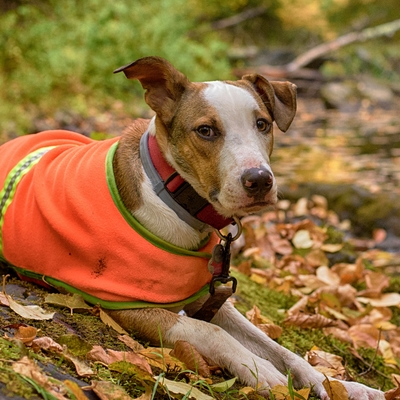 Reflekser og lys til hund